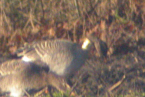 Toendrarietgans